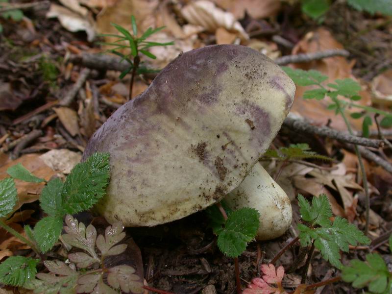  Image name: Russula_cyanoxantha9.jpg 
 width: 800 pixel 
 height: 600 pixel 
 Size: 79825 bytes 
 Click to enlarge 